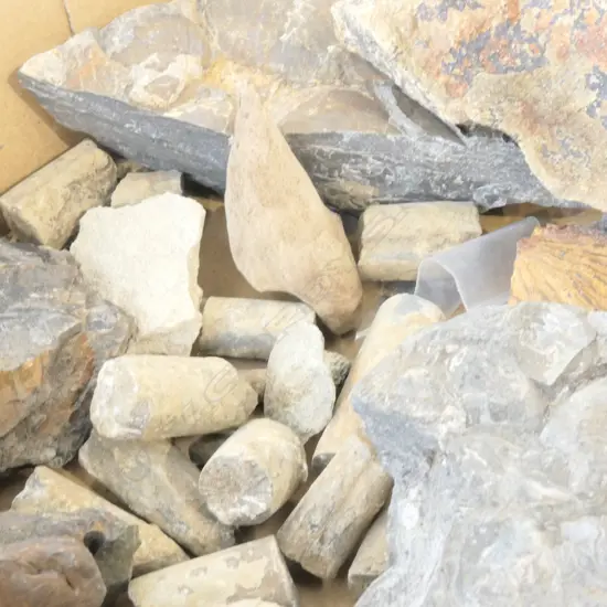 BOX OF NZ FOSSILS INCLUDES 5 VERY SMALL SHARK'S TEETH