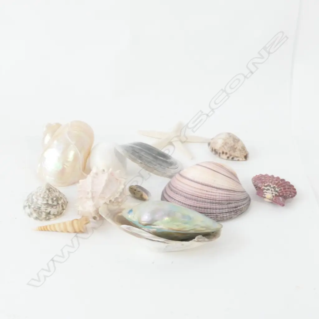 LOT ASST WORLD SHELLS Image 1++