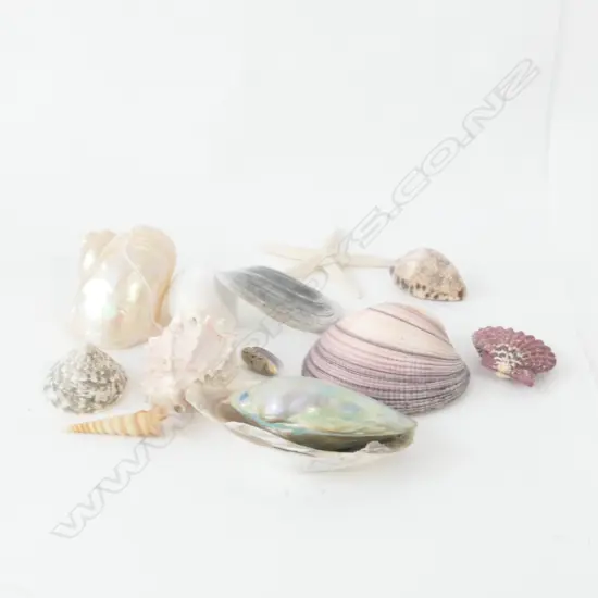 LOT ASST WORLD SHELLS