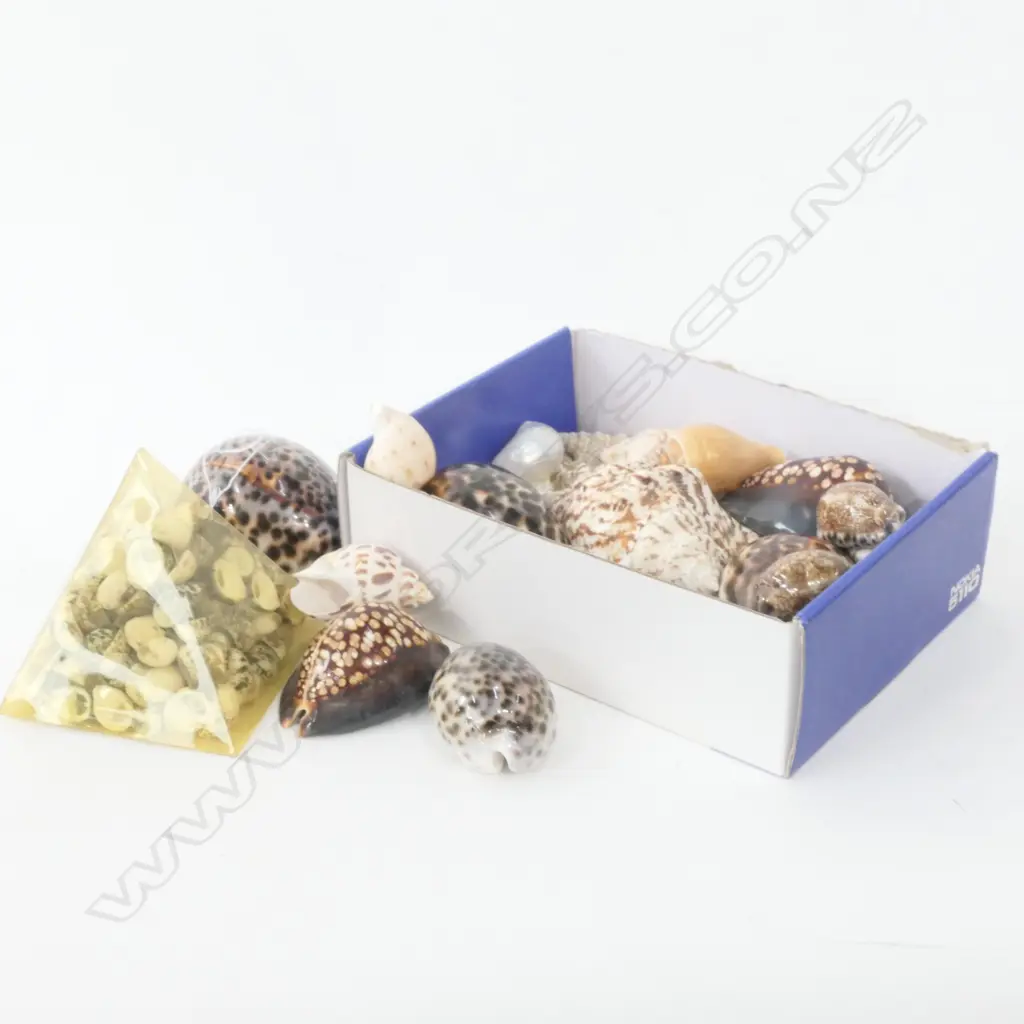 LOT ASST WORLD SHELLS Image 1++