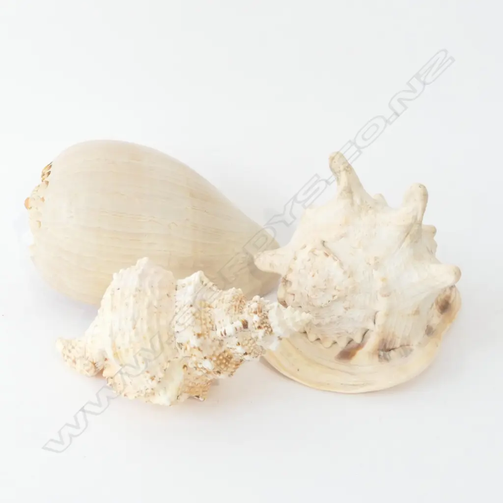 3 ASST WORLD SHELLS Image 1++