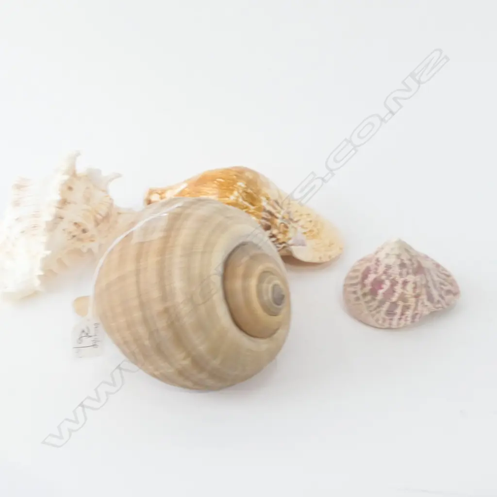 4 ASST WORLD SHELLS Image 1++