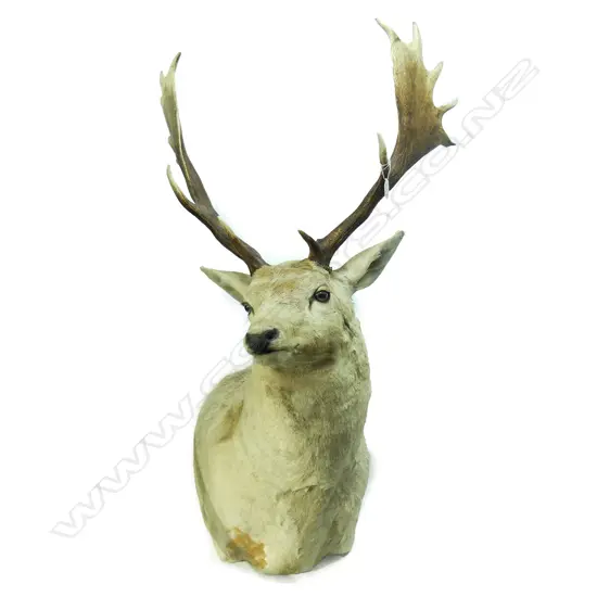 A taxidermy fallow stag deer head mount
