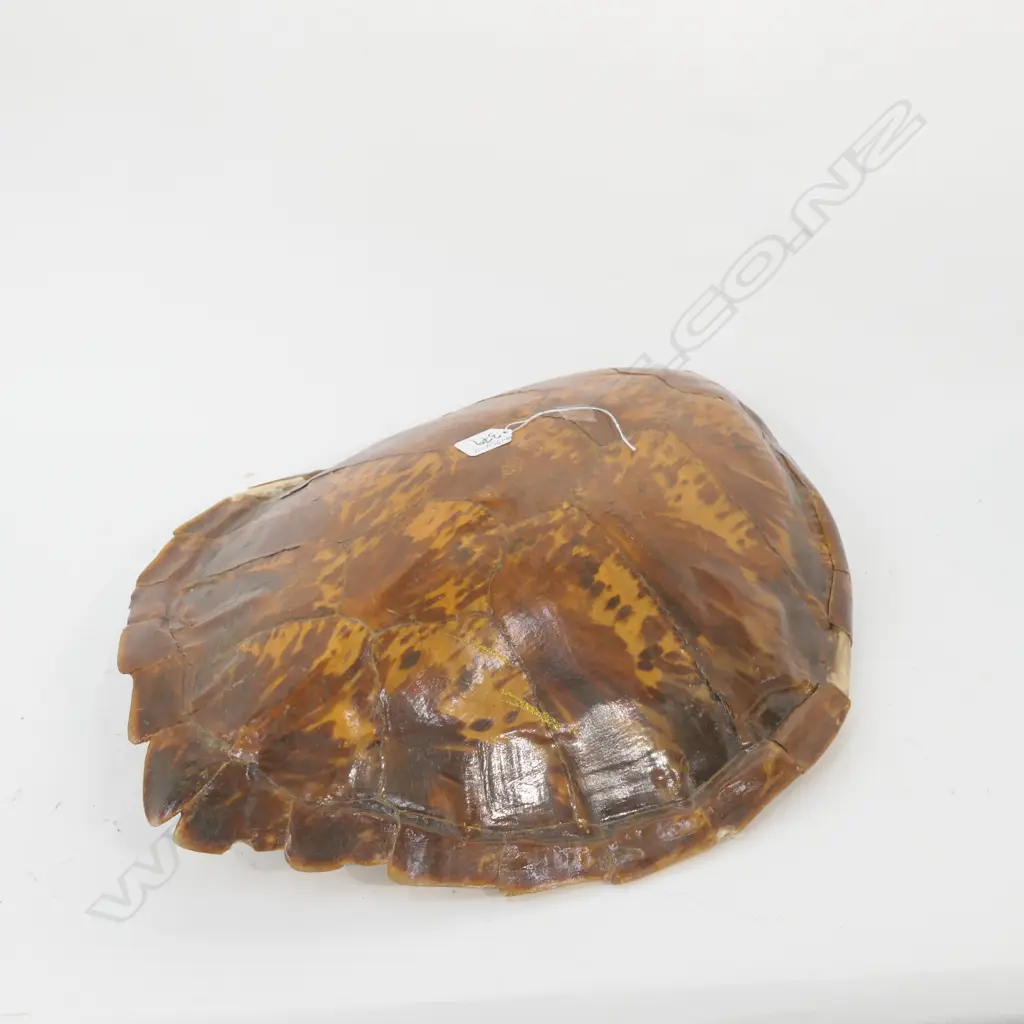 OLD TURTLE SHELL 2 SMALL SECTIONS MISSING L.550mm Image 1++