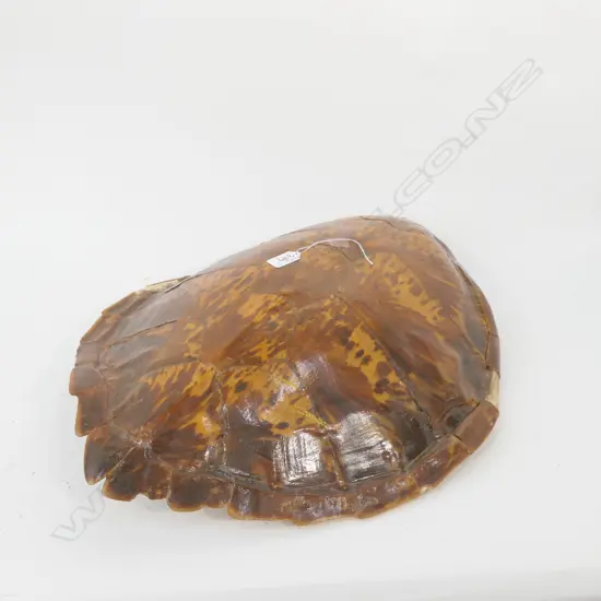 OLD TURTLE SHELL 2 SMALL SECTIONS MISSING L.550mm