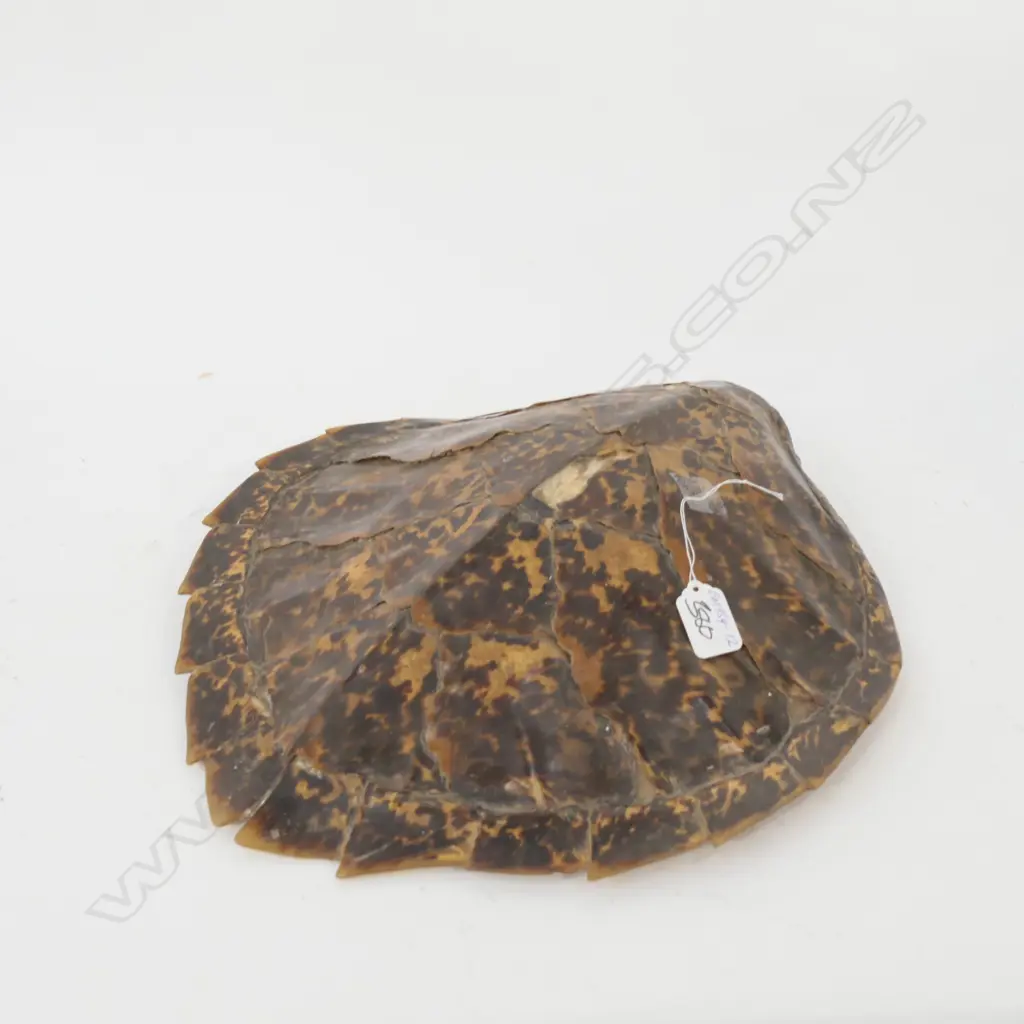 OLD TURTLE SHELL 2 SMALL SECTIONS MISSING L.400mm Image 1++