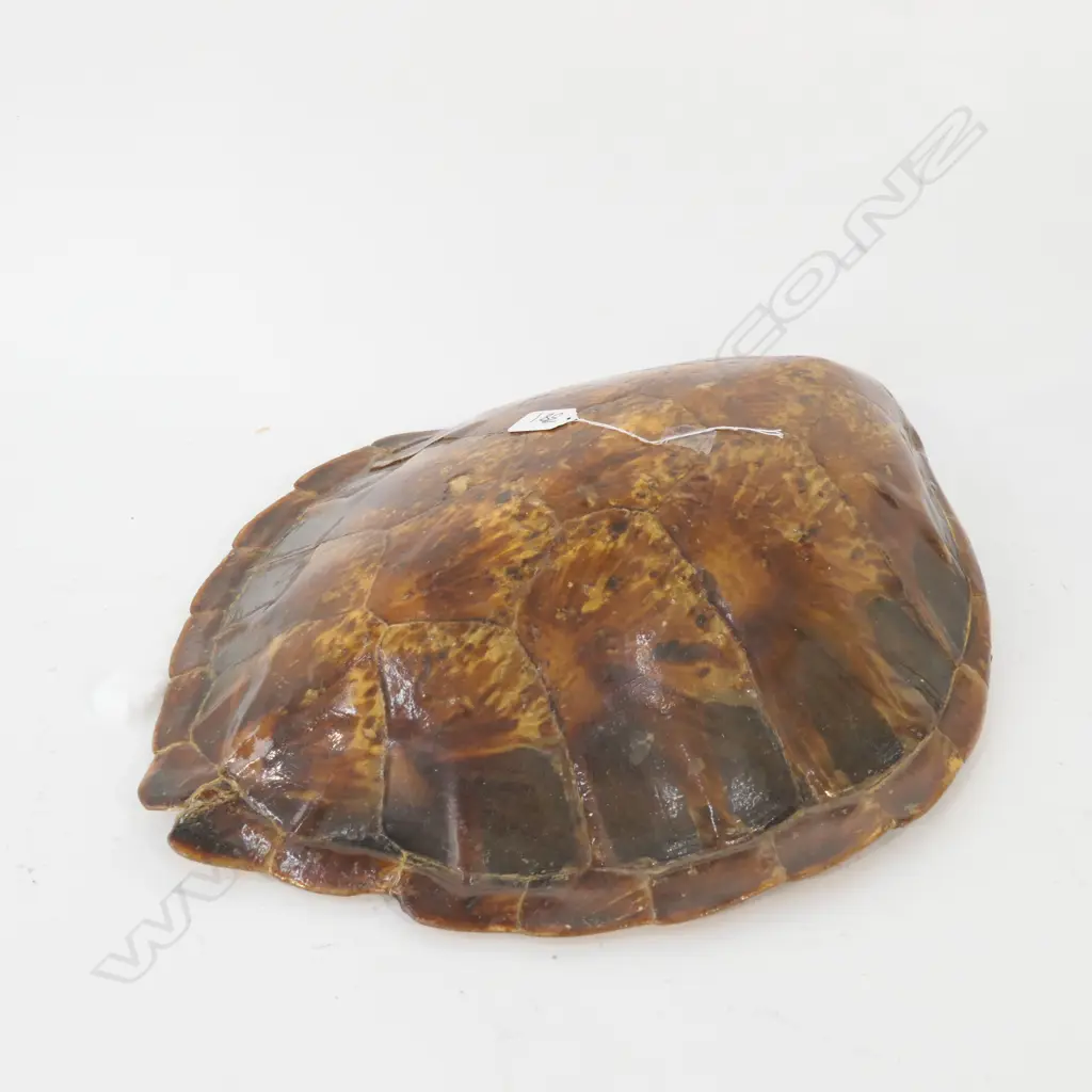 OLD TURTLE SHELL SMALL SECTION MISSING L.460mm Image 1++
