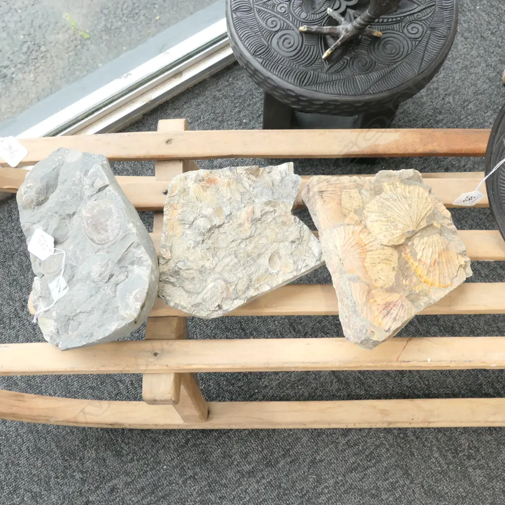 3 NZ FOSSIL CONGLOMERATES LARGEST 230 X 140mm Image 1++