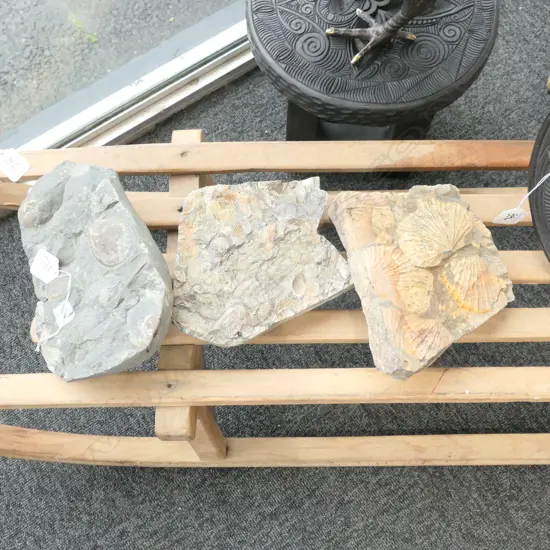 3 NZ FOSSIL CONGLOMERATES LARGEST 230 X 140mm