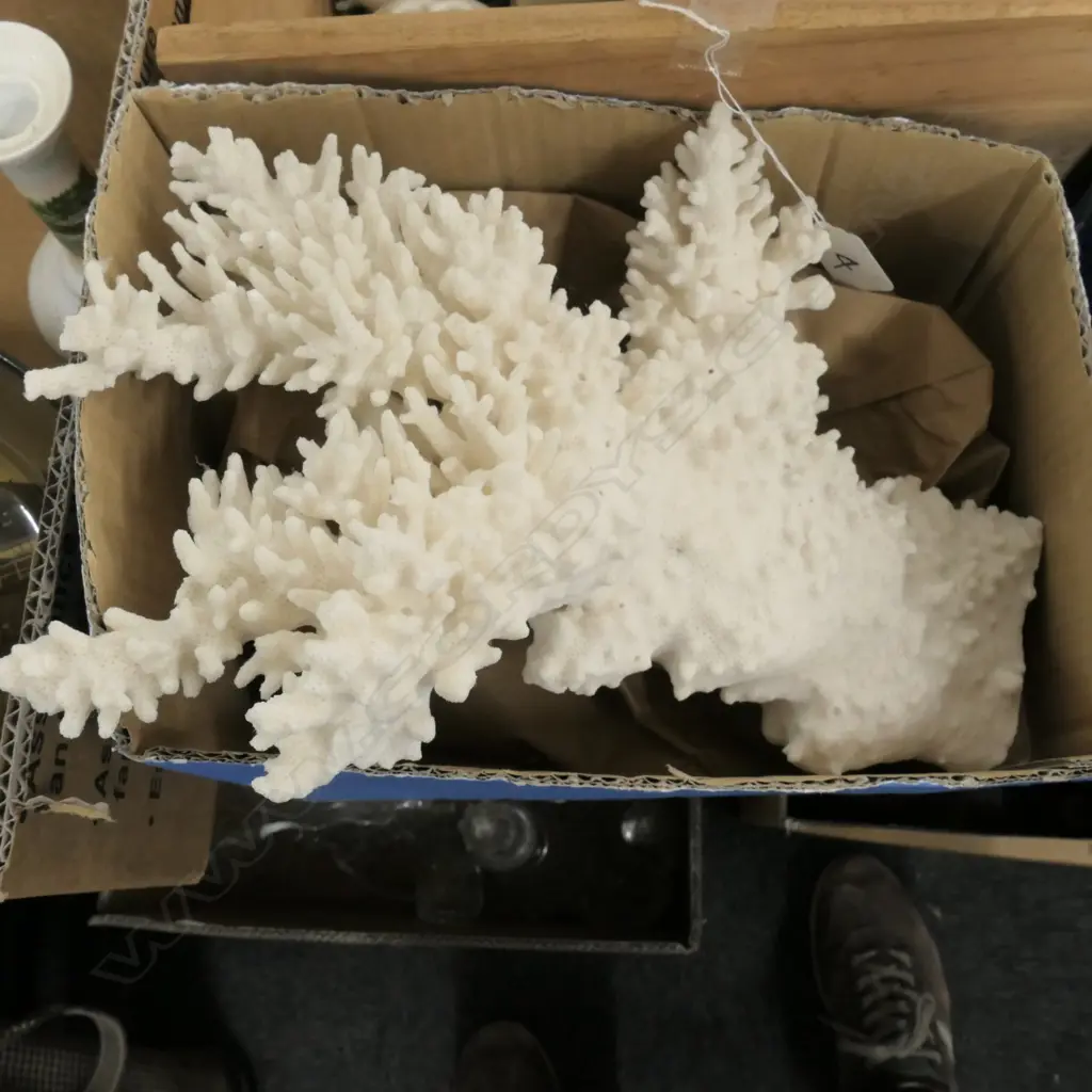 LARGE WHITE CORAL BRANCH Image 1++