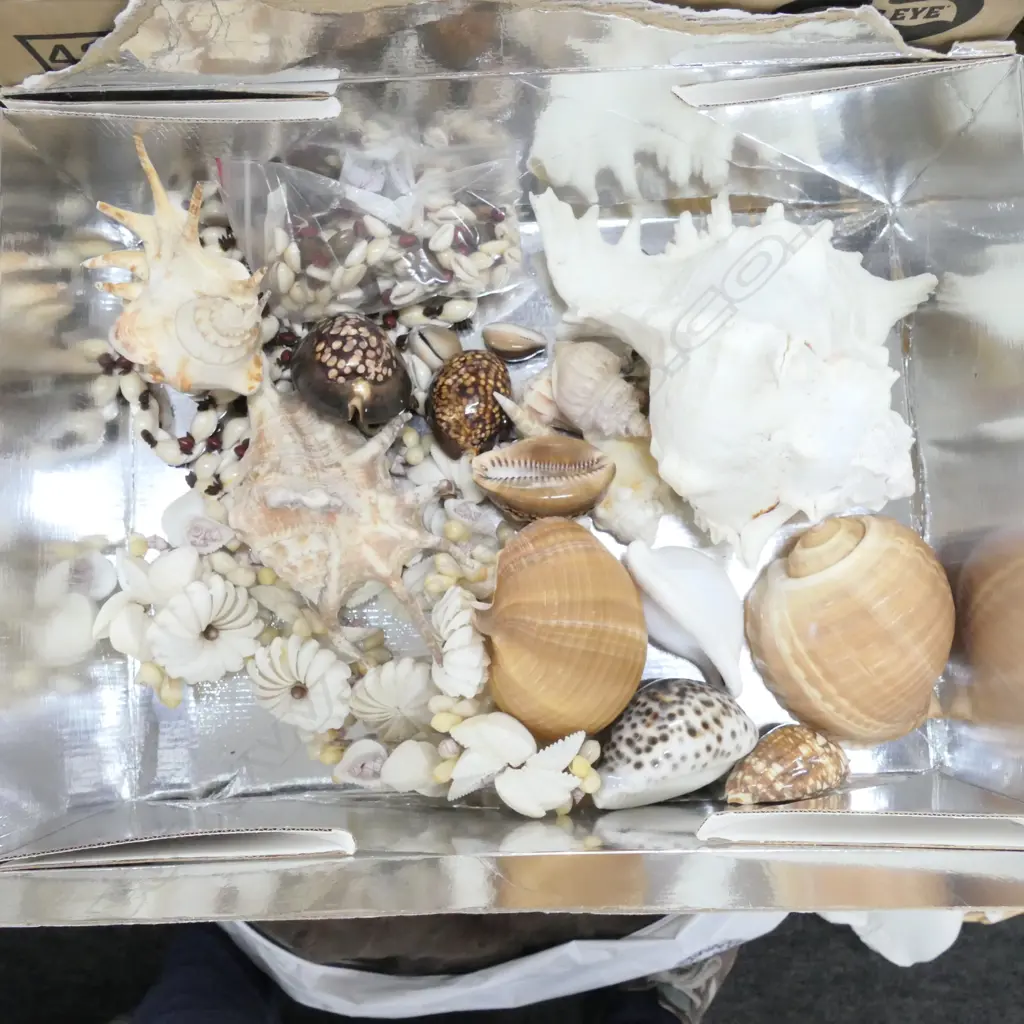 LOT ASST SHELLS ETC Image 1++