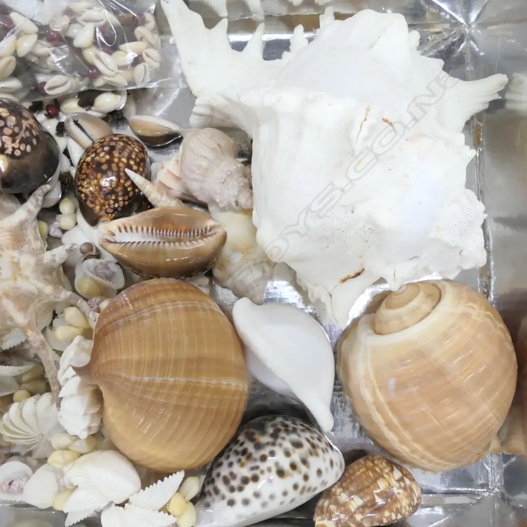 LOT ASST SHELLS ETC Image 1++