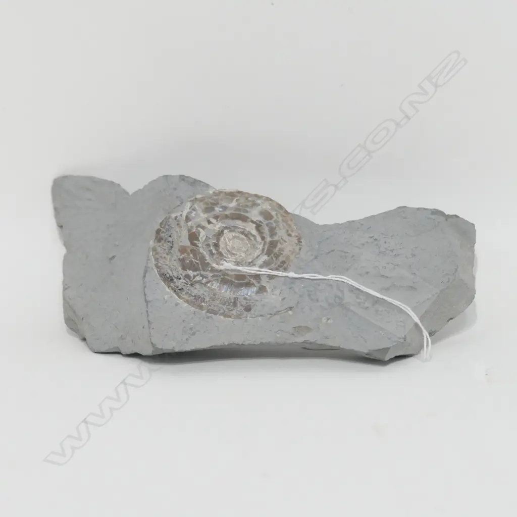 IRIDESCENT AMMONITE FOSSIL IN SHALE PIECE Image 1++