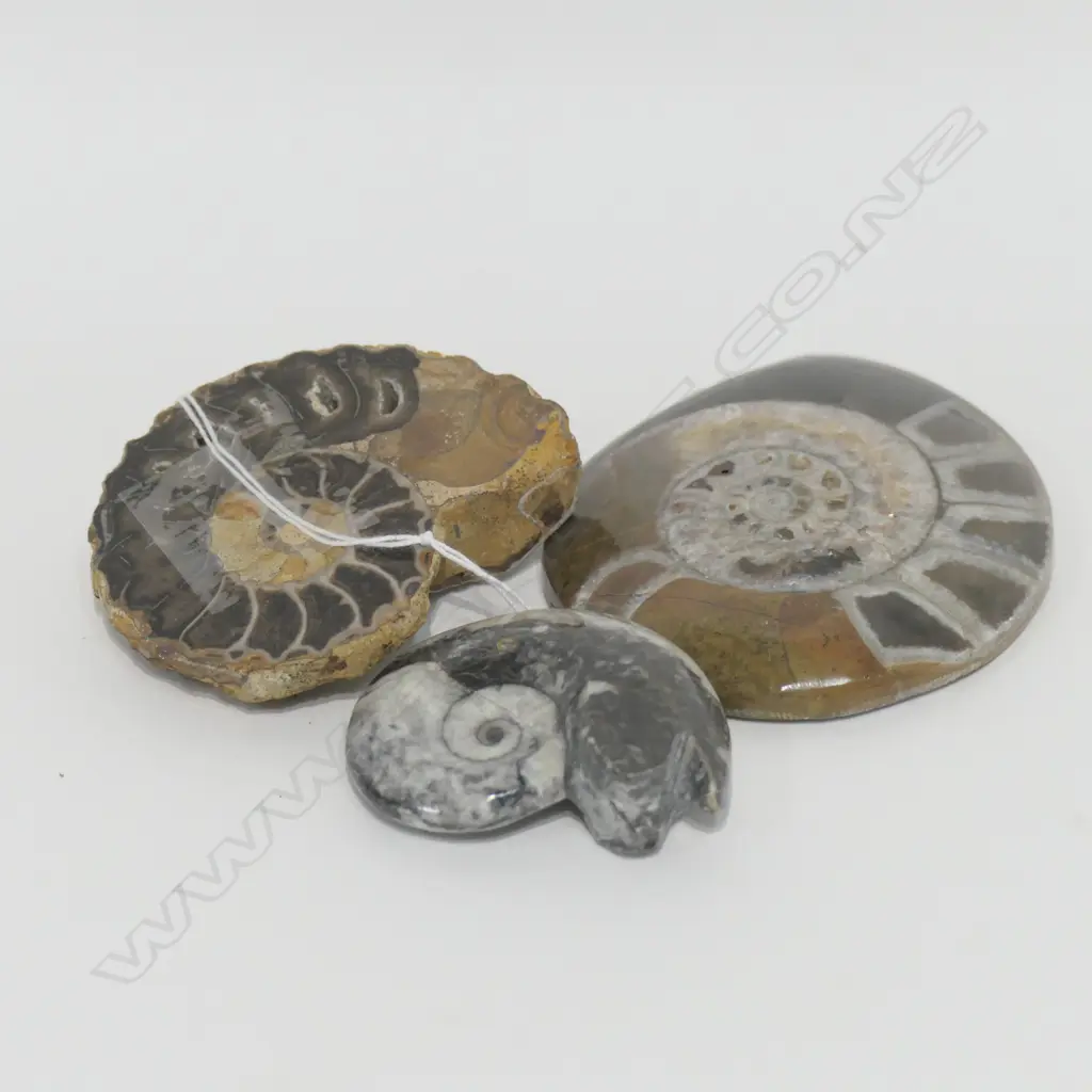 THREE AMMONITE FOSSILS (CUT AND POLISHED) Image 1++