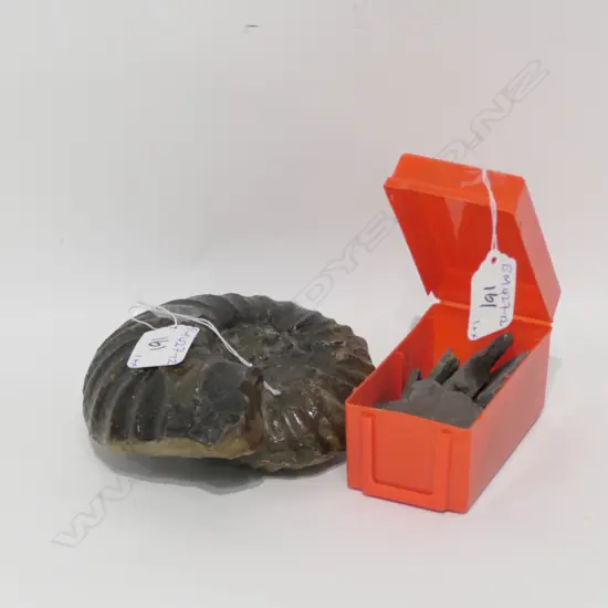 LGE AMMONITE FOSSIL AND SMALL EXAMPLES