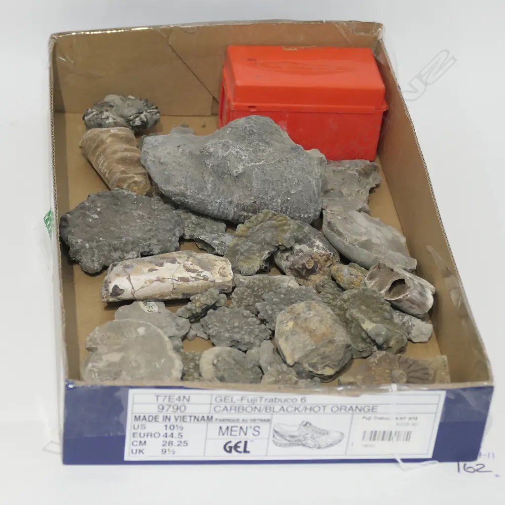 BOX OF FOSSILS AMMONITES ETC Image 1++