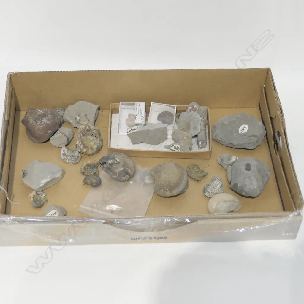 BOX OF FOSSILS AMMONITES ETC Image 1++