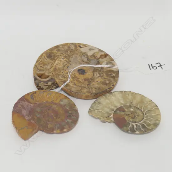 THREE AMMONITE FOSSILS (SECTIONED AND POLISHED)