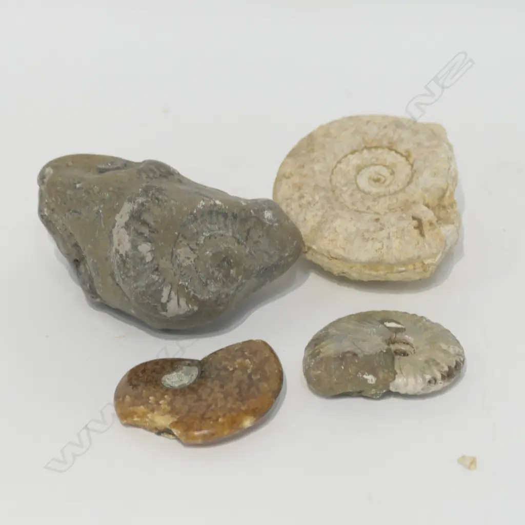 FOUR AMMONITE FOSSILS Image 1++
