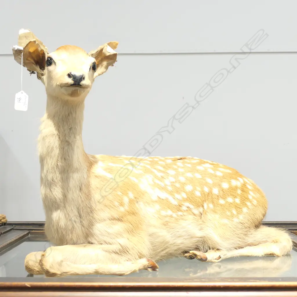 TAXIDERMY BABY DEER Image 1++
