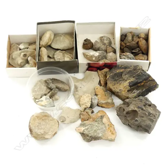 A collection of N.Z. shell fossils
