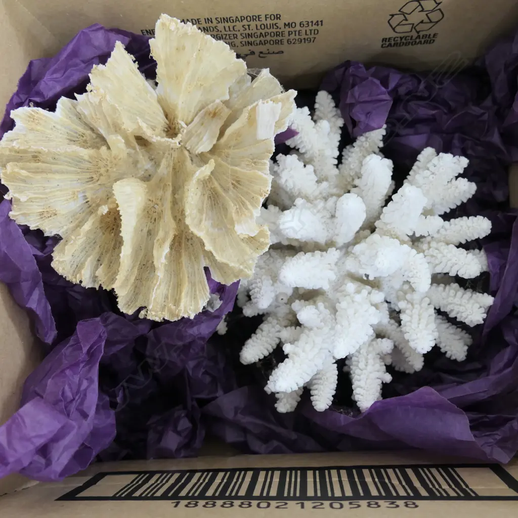 2 PCES CORAL Image 1++