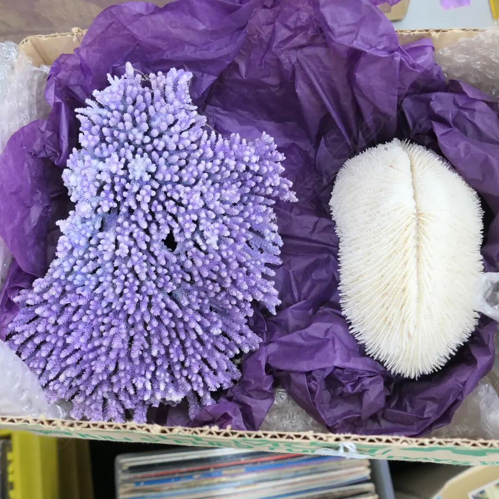 2 PCES CORAL Image 1++