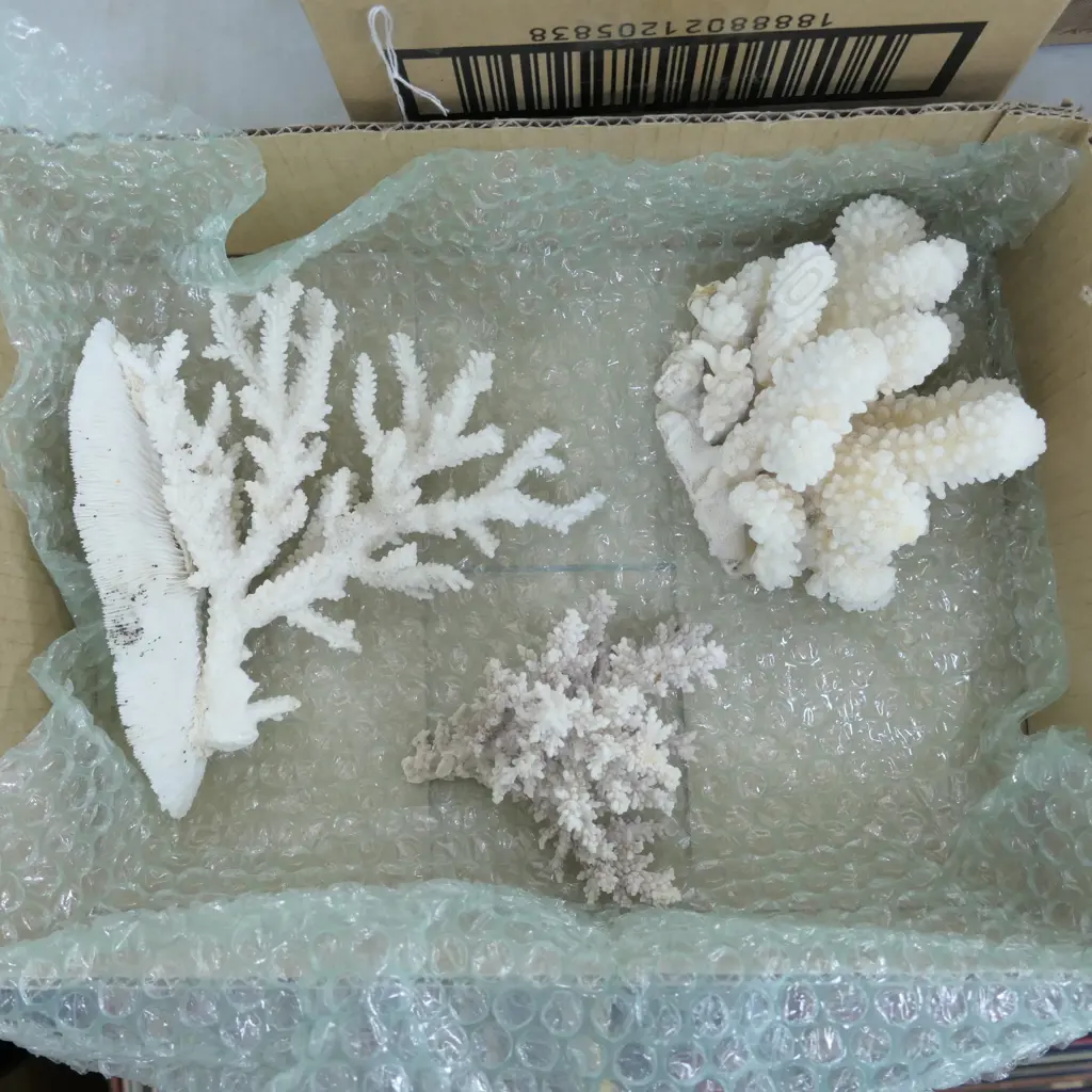 3 PCES CORAL Image 1++