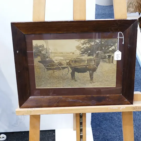 VINTAGE PHOTO BOY IN CART PULLED BY GOAT 185 X 295mm
