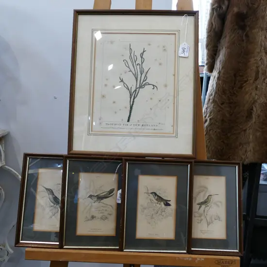 4 19thc HUMMINGBIRD ENGRAVINGS + 1777 NZ ENGRAVING 