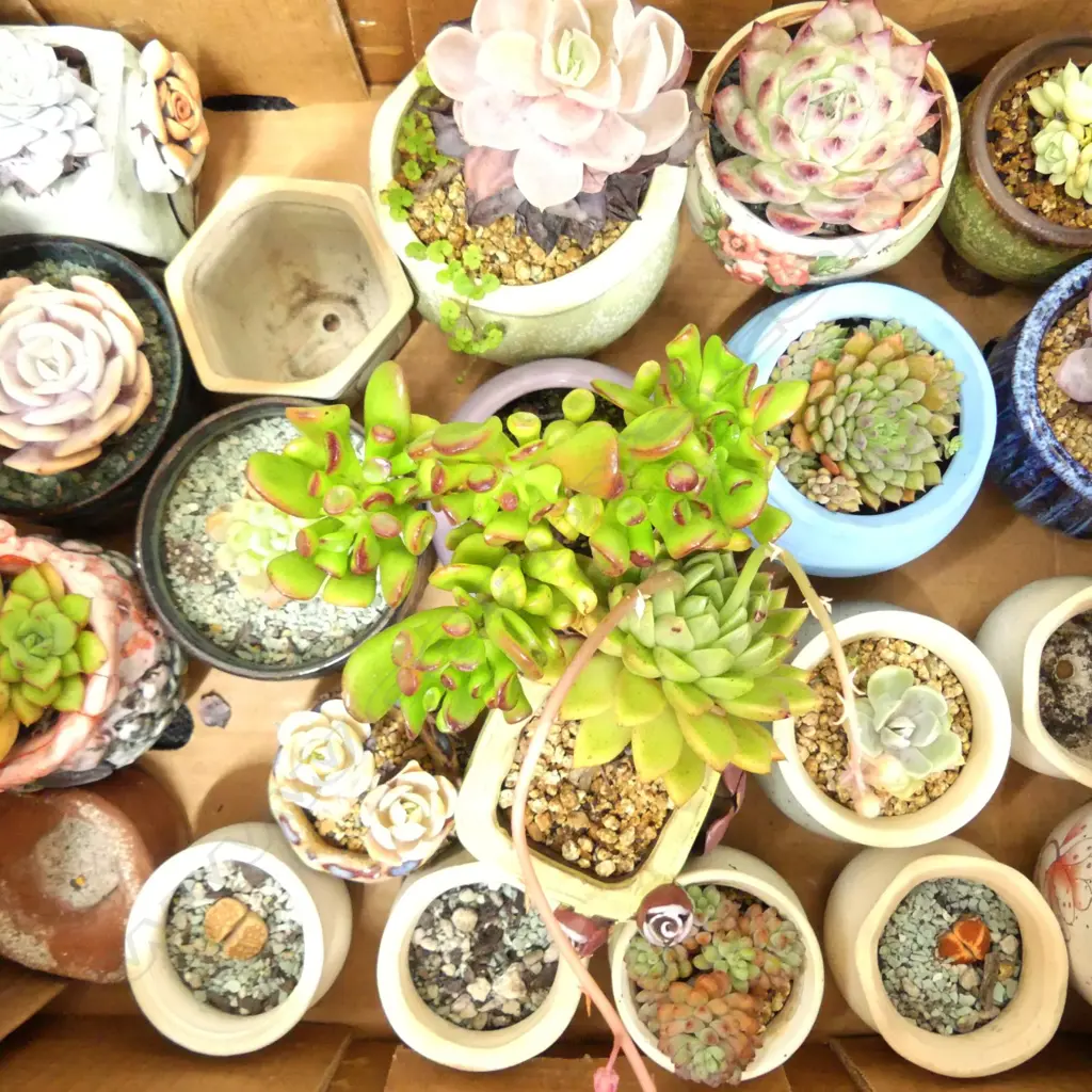 BOX 16 POTTED SUCCULENT PLANTS + OTHER POTS Image 1++
