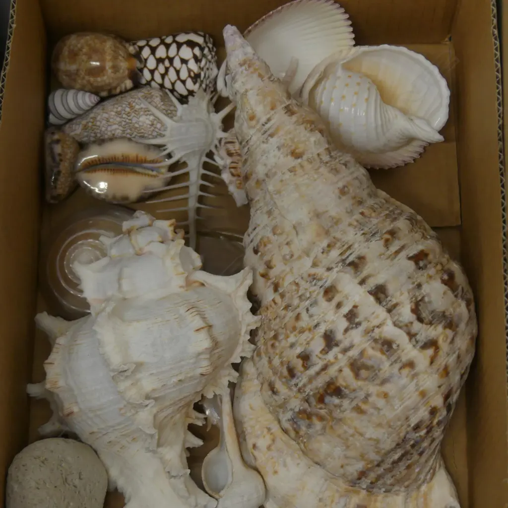 LOT OF ASST WORLD SHELLS Image 1++