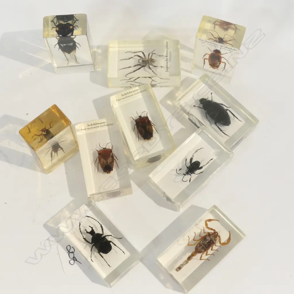 10 INSECTS MOUNTED IN ACRYLIC BOXES Image 1++