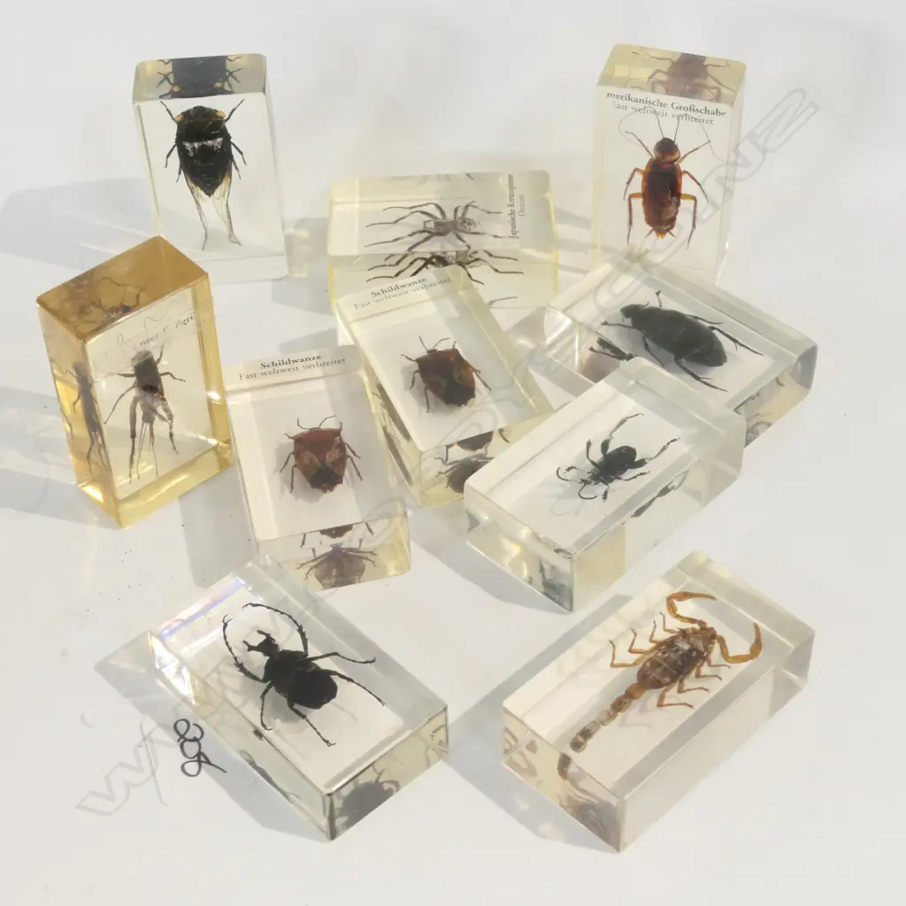 10 INSECTS MOUNTED IN ACRYLIC BOXES Image 1++