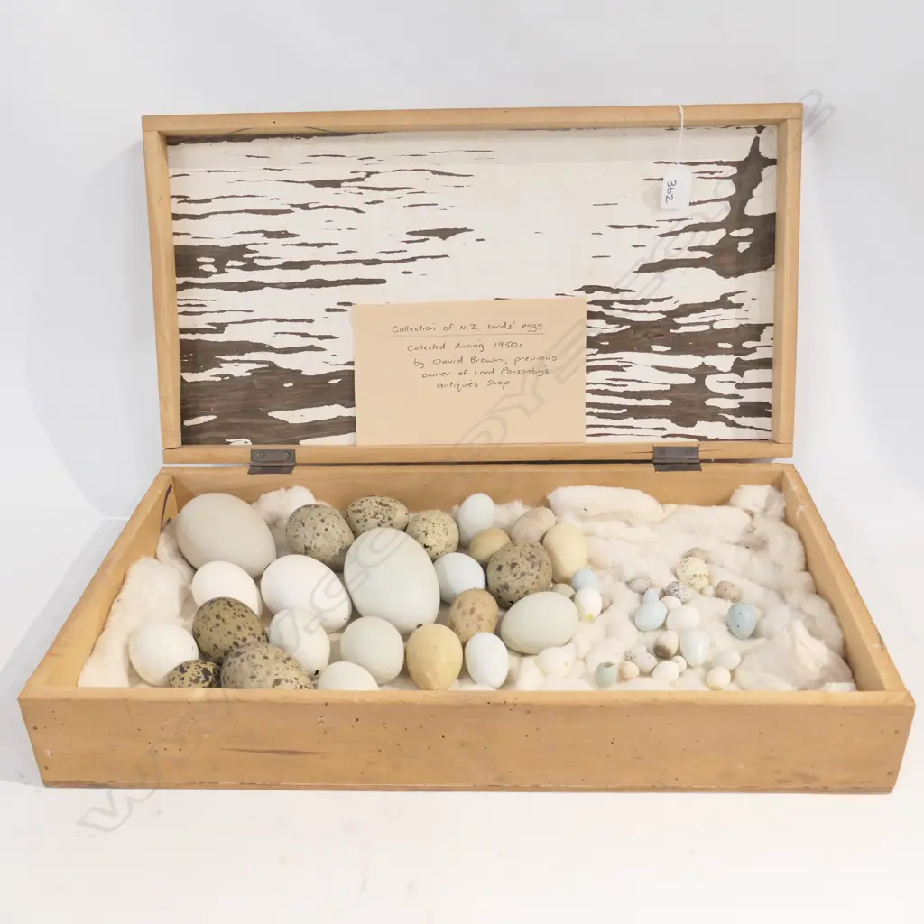 NZ WILD BIRDS' EGGS COLLECTED BY DAVID BROWN (LORD PONSONBY ANTIQUES)1950s, IN BOX, THE LID w JUVENILE INSCRIPTIONS Image 1++