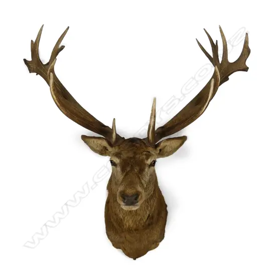 A large and impressive taxidermy red stag deer head