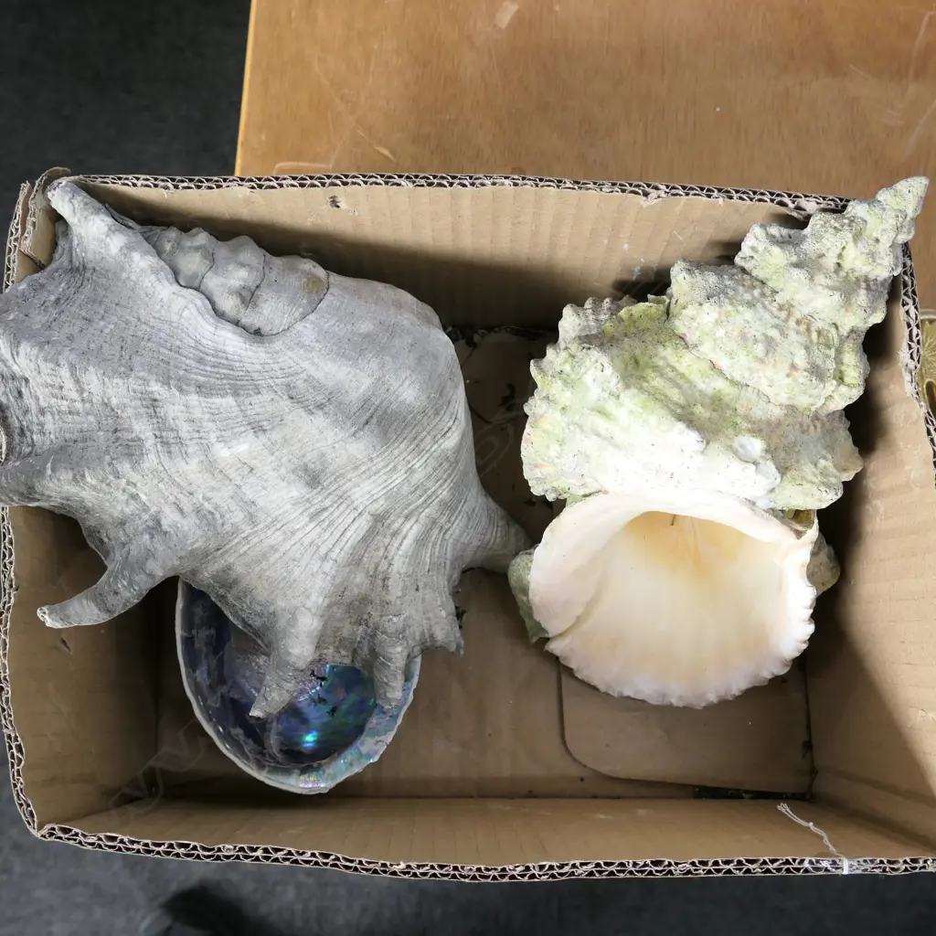 BOX OF 3 SEA SHELLS, CONCH, PAUA & SPIDER CONCH Image 1++