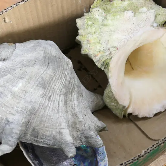 BOX OF 3 SEA SHELLS, CONCH, PAUA & SPIDER CONCH