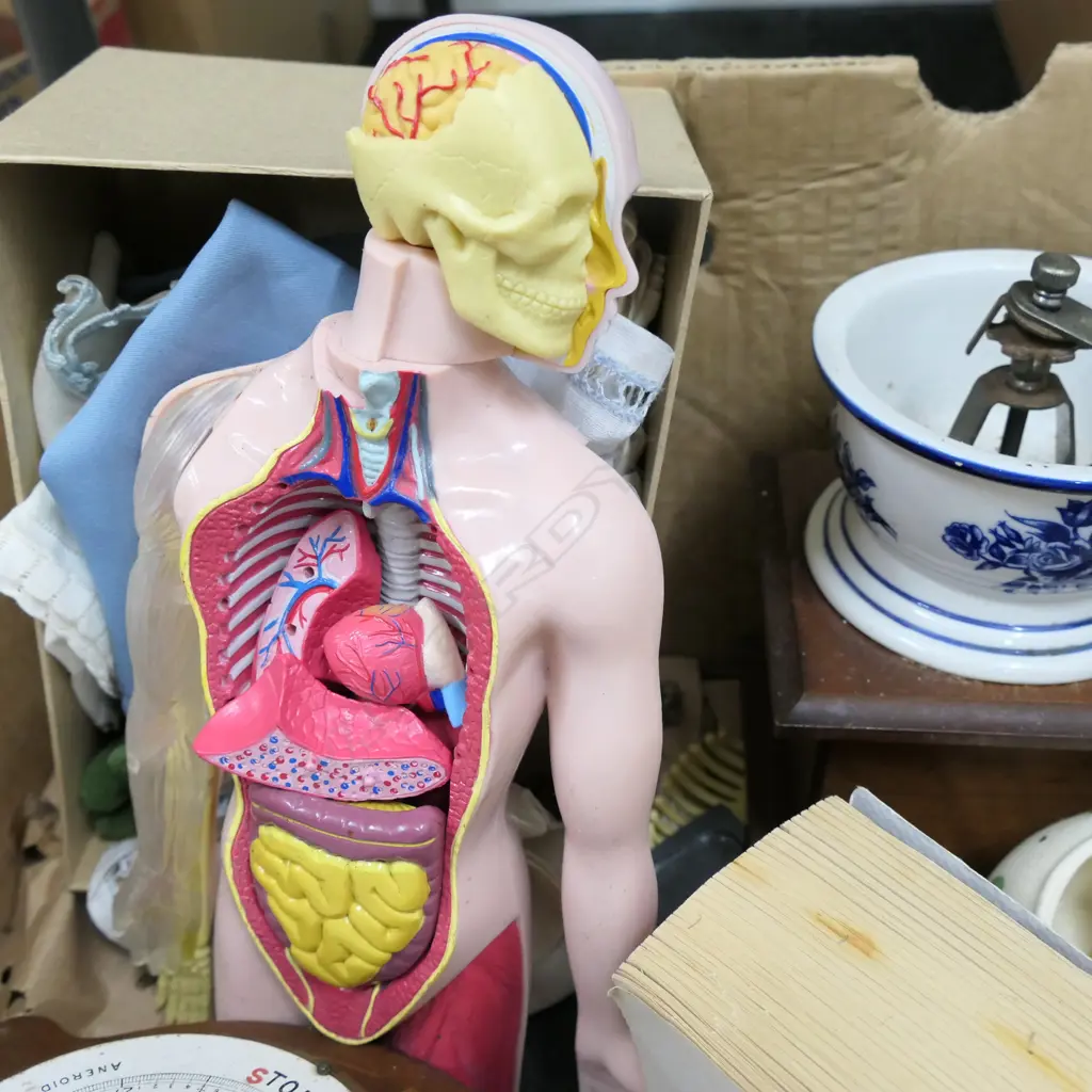 BOX MISC. INCL. ANATOMICAL FIGURE Image 1++