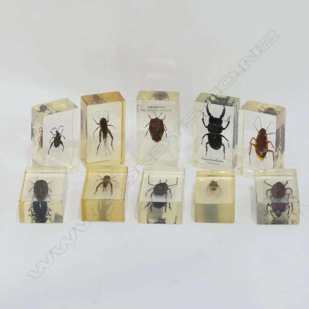 10 ASST INSECTS MOUNTED IN ACRYLIC BOXES Image 1++