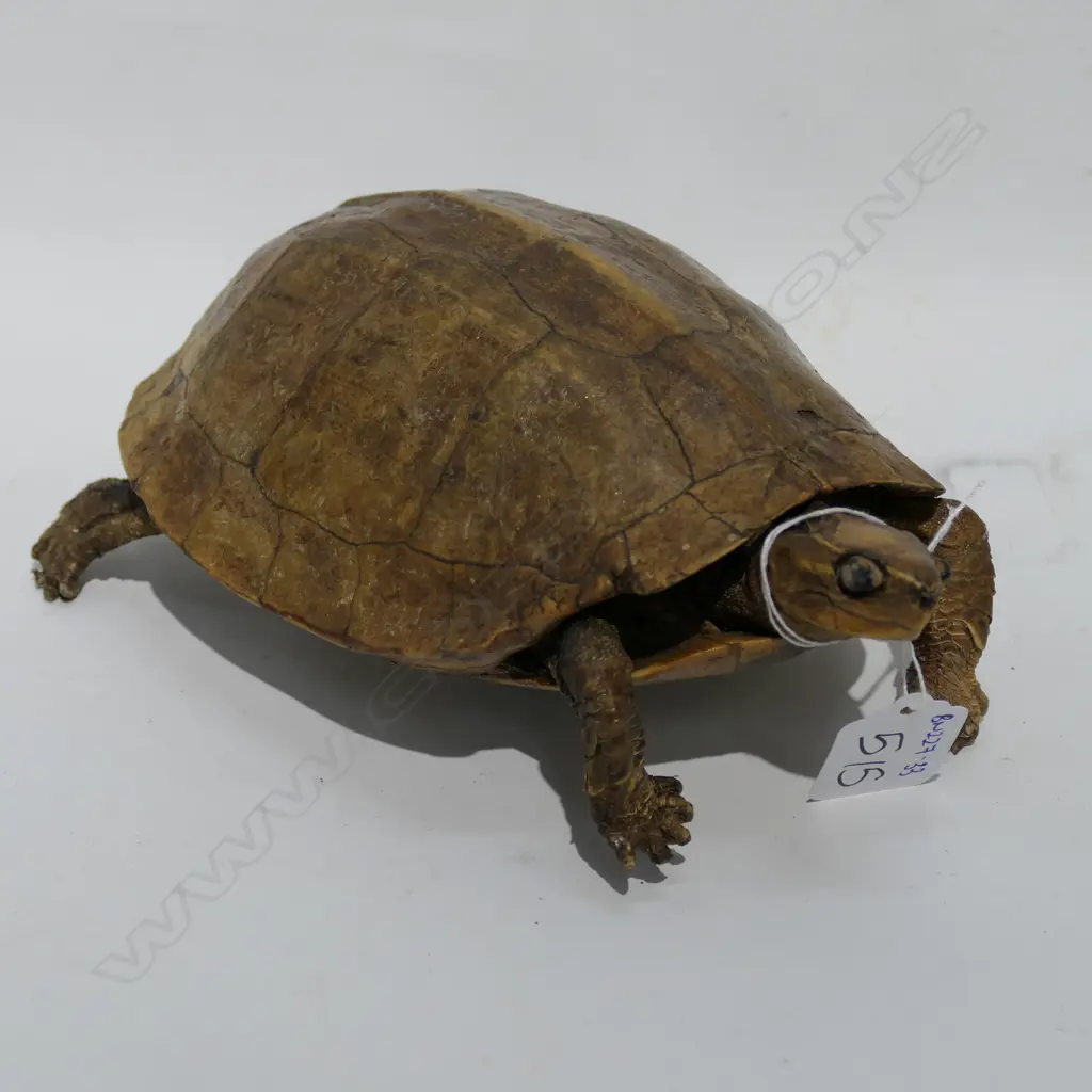 VICT. TAXIDERMY TURTLE W. 200MM Image 1++