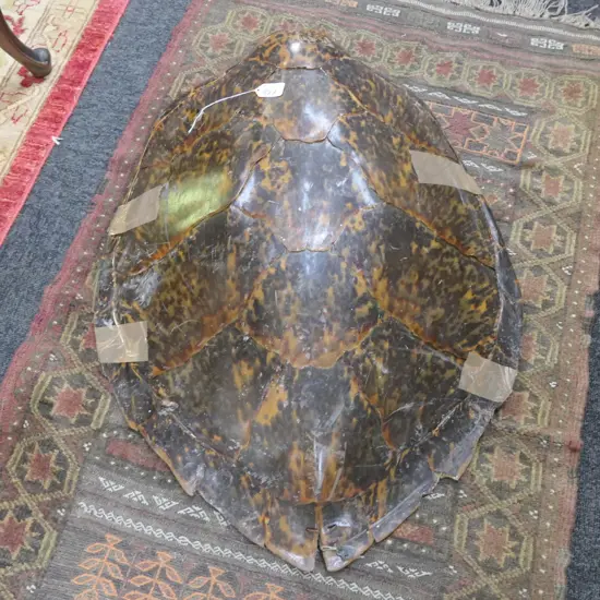 TURTLE SHELL L 700 MM