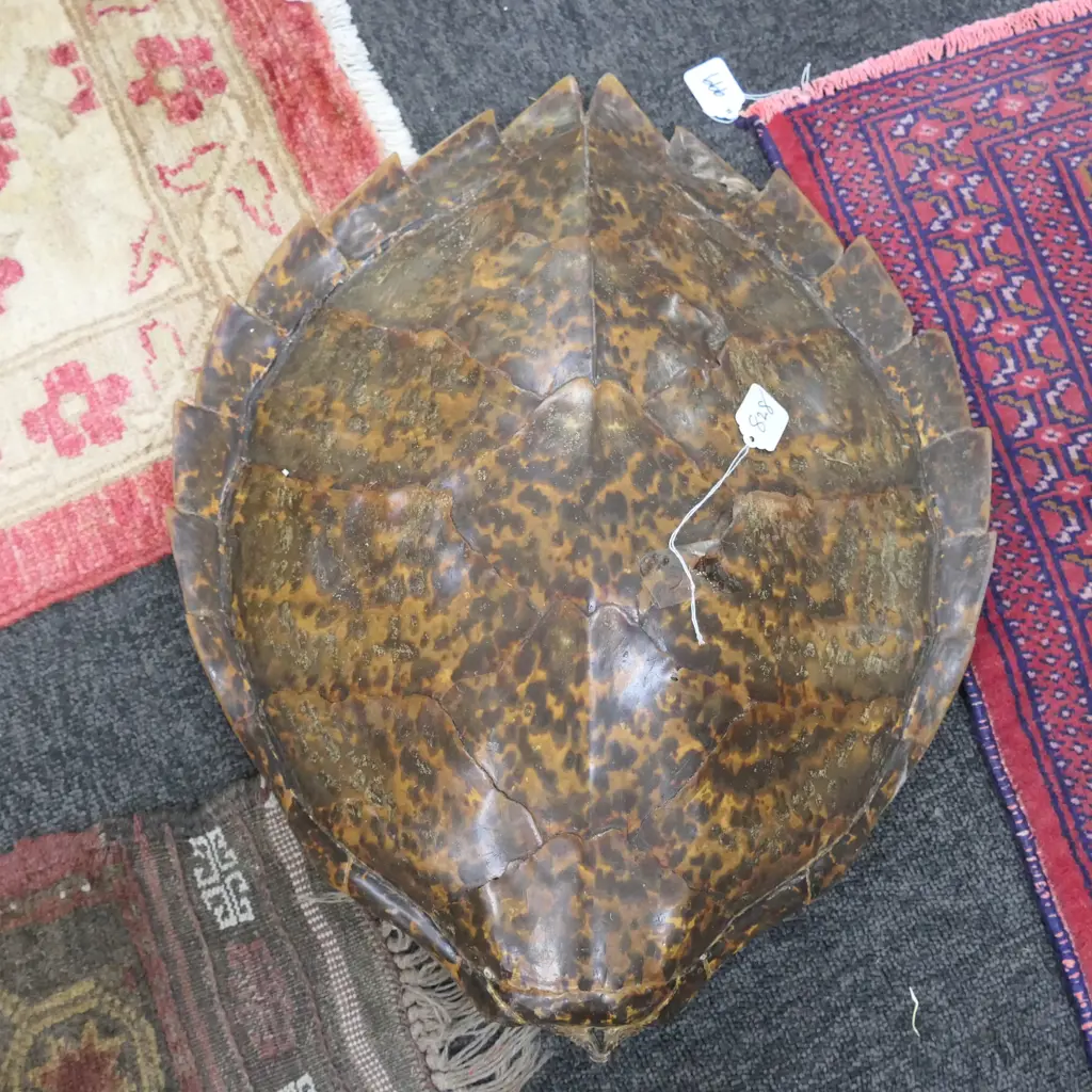 TURTLE SHELL L 500 MM Image 1++
