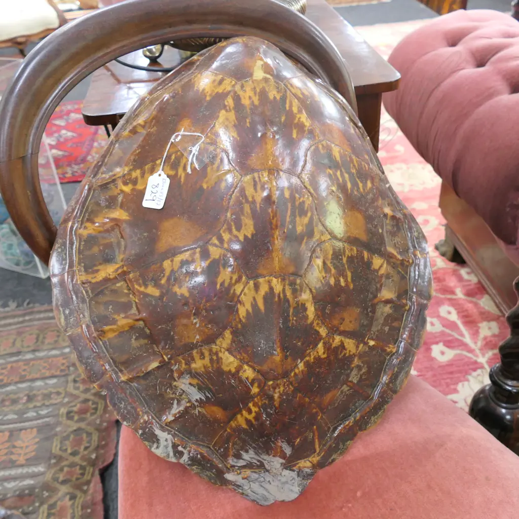 TURTLE SHELL L 500 MM Image 1++