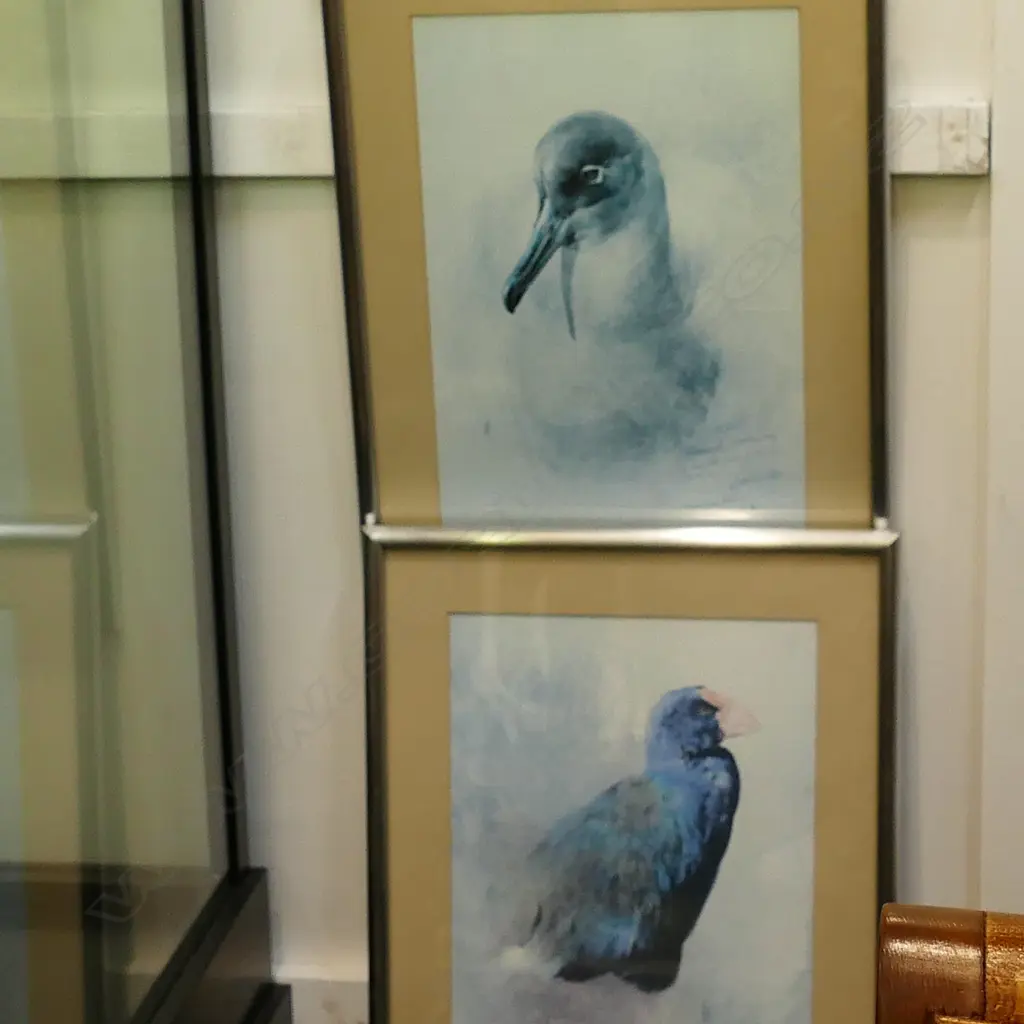 SET OF RAYMOND CHING BIRD PRINTS, c.1983. TAKAHE, SOOTY ALBATROSS, KAREAREA, KIWI, TUI. Image 1++