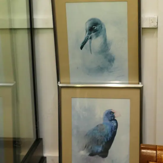 SET OF RAYMOND CHING BIRD PRINTS, c.1983. TAKAHE, SOOTY ALBATROSS, KAREAREA, KIWI, TUI.