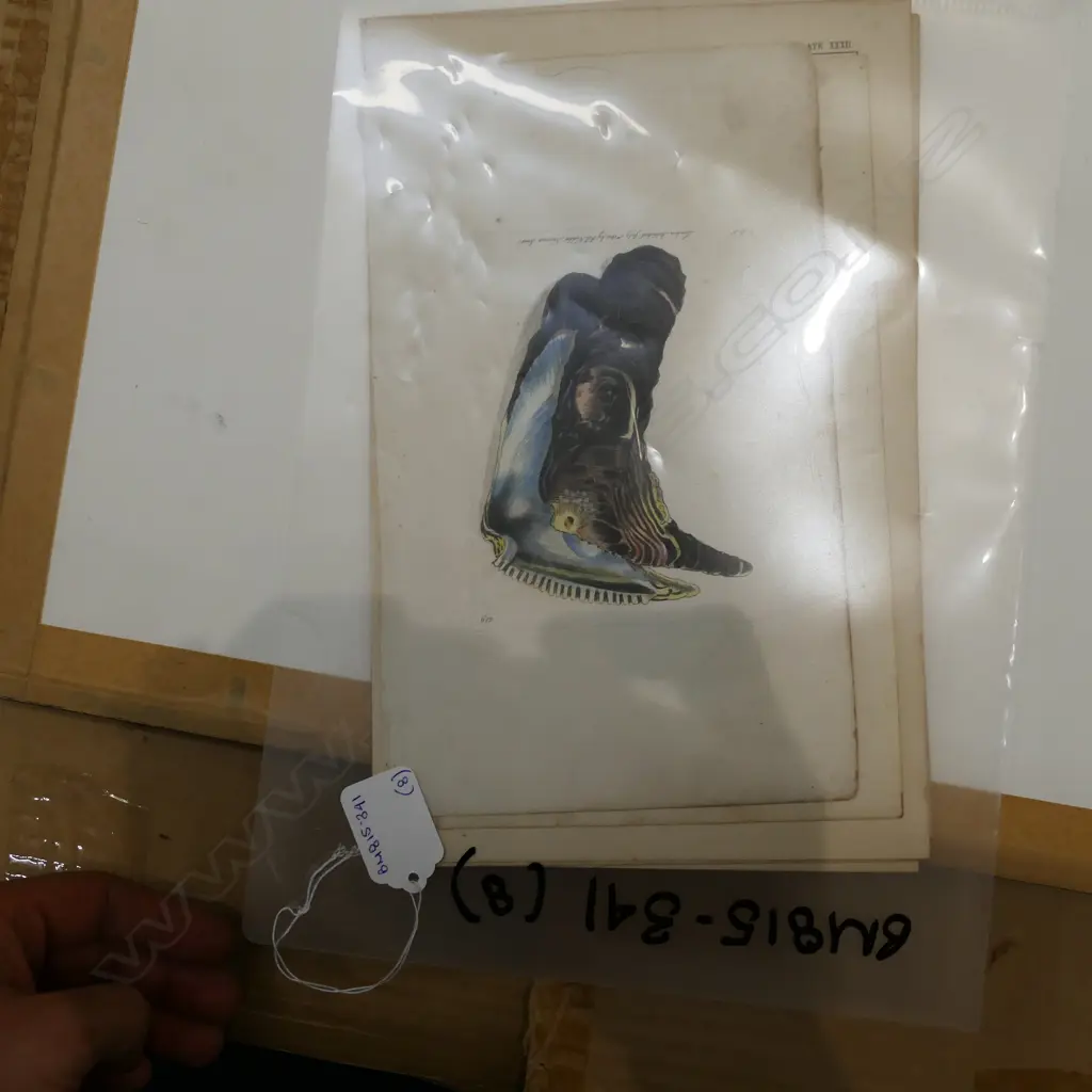 8 VARIOUS HAND COLOURED LITHOGRAPHS / ETCHINGS - SHELLS / FISH ETC Image 1++