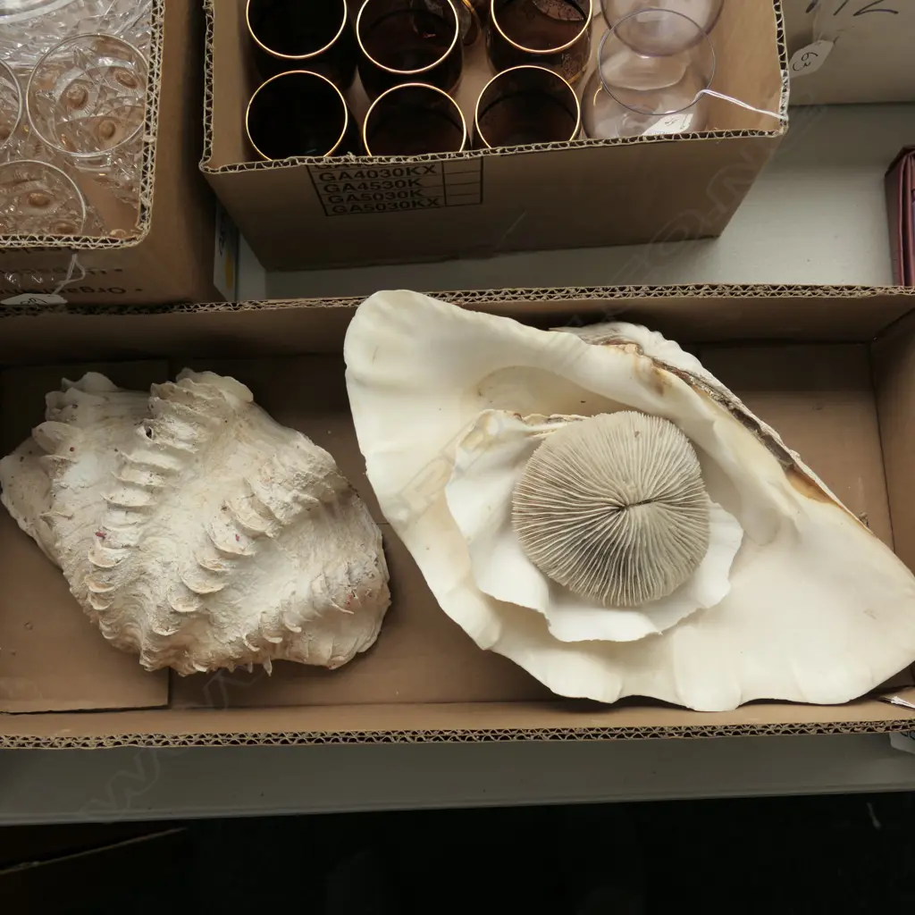 BOX LOT 3 SHELLS AND CORAL PIECE Image 1++