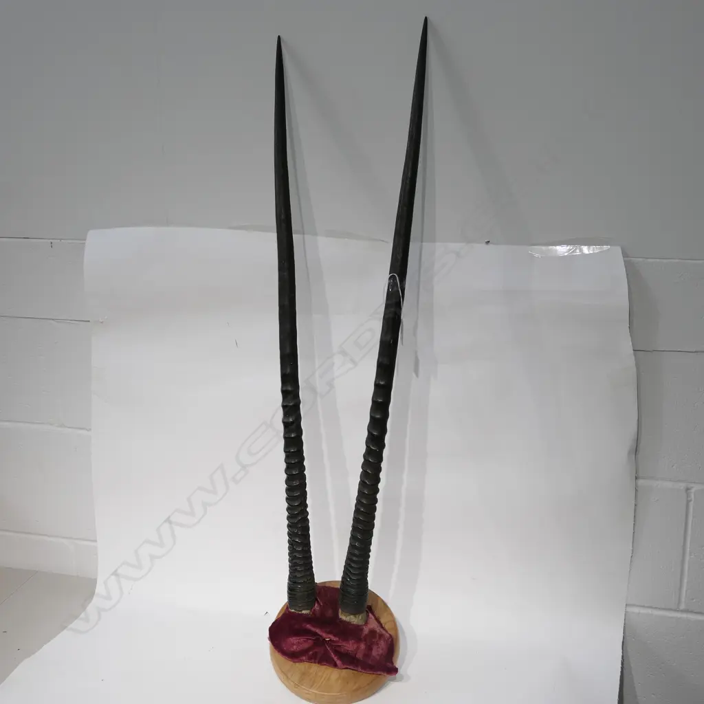 PR ORYX MOUNTED LONG ANTLERS Image 1++