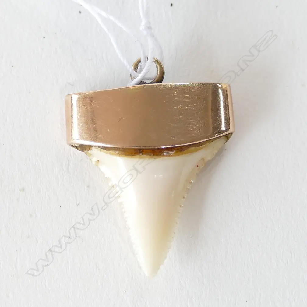 COLONIAL 9CT MOUNTED SHARKS TOOTH PENDANT Image 1++